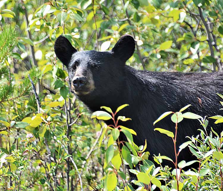 black bear